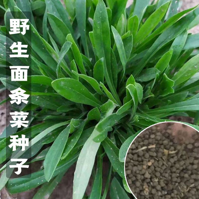 野生面条菜种子种籽孑特色野菜蔬菜春秋露地四季菜园栽培