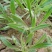 野生面条菜种子种籽孑特色野菜蔬菜春秋露地四季菜园栽培
