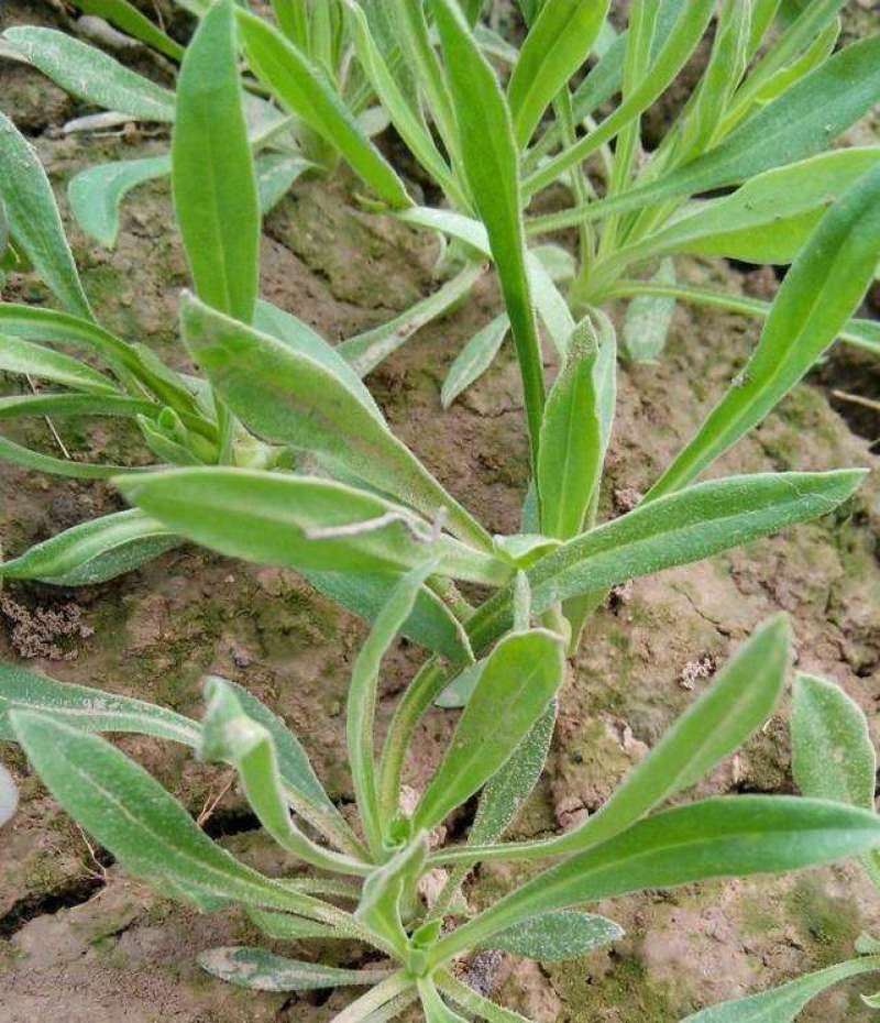 野生面条菜种子种籽孑特色野菜蔬菜春秋露地四季菜园栽培