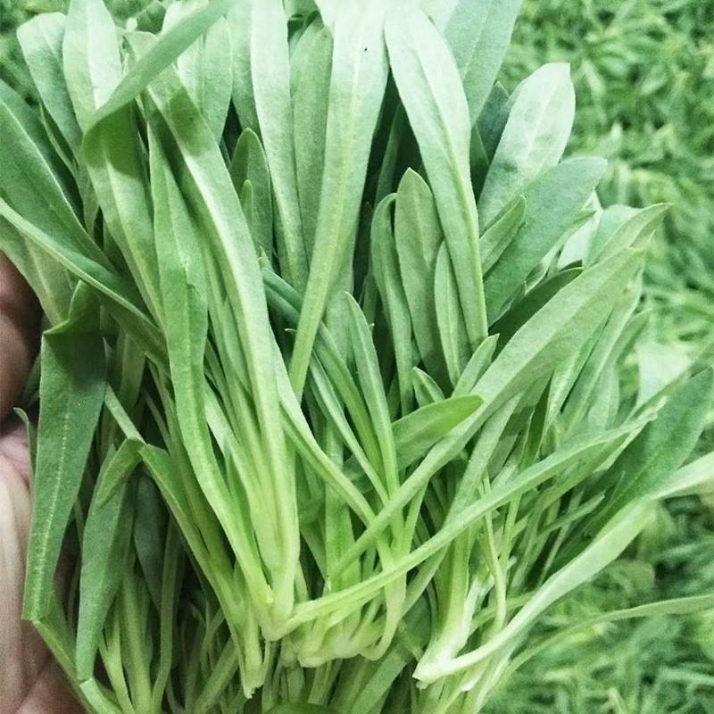 野生面条菜种子种籽孑特色野菜蔬菜春秋露地四季菜园栽培