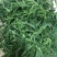 野生面条菜种子种籽孑特色野菜蔬菜春秋露地四季菜园栽培