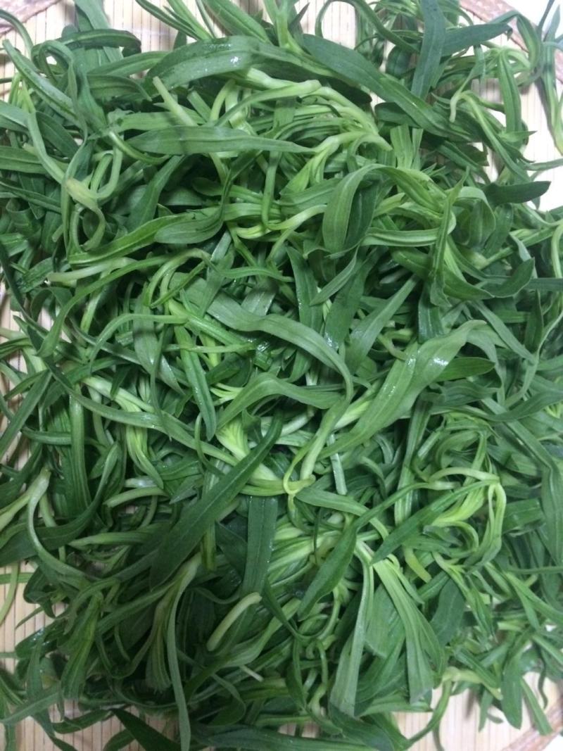 野生面条菜种子种籽孑特色野菜蔬菜春秋露地四季菜园栽培