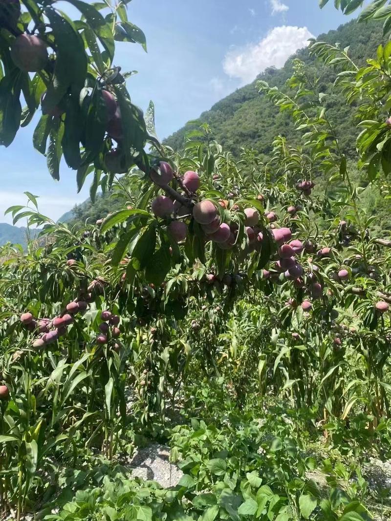 高山脆红李，离核，酸甜可口