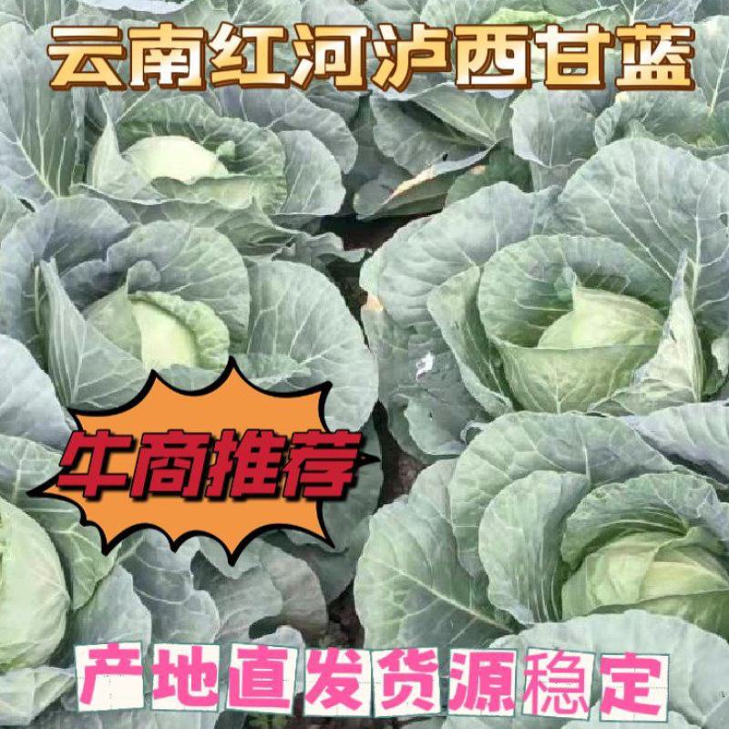 云南红河泸西甘蓝俗称铁头，电商货市场货都有