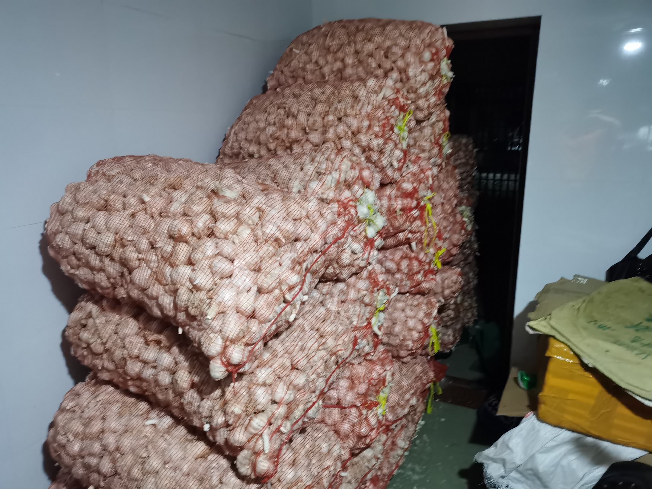 白皮大蒜产地与植株生长图