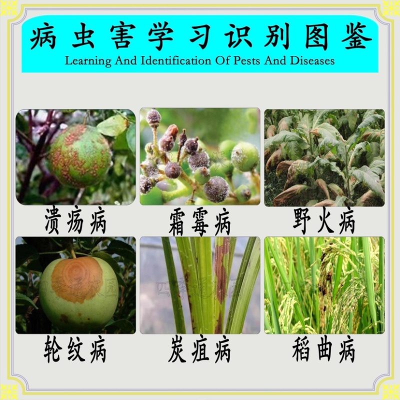 美国80%波尔多液柑橘溃疡病葡萄霜霉病辣椒炭疽病杀菌剂