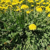 野生蒲公英种子的种籽种植婆婆丁浦公英四季盆栽食用蔬菜野菜