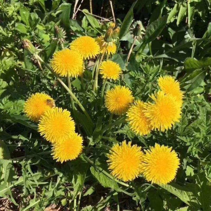 野生蒲公英种子的种籽种植婆婆丁浦公英四季盆栽食用蔬菜野菜