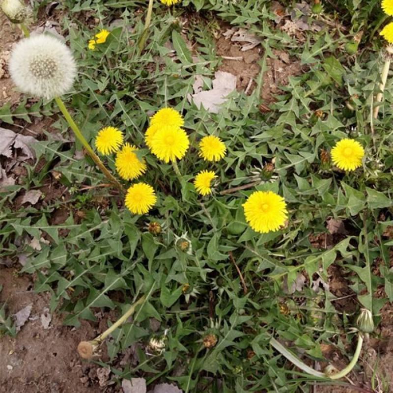 野生蒲公英种子的种籽种植婆婆丁浦公英四季盆栽食用蔬菜野菜