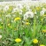 野生蒲公英种子的种籽种植婆婆丁浦公英四季盆栽食用蔬菜野菜