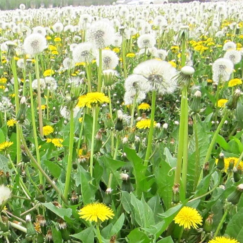 野生蒲公英种子的种籽种植婆婆丁浦公英四季盆栽食用蔬菜野菜