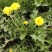 野生蒲公英种子的种籽种植婆婆丁浦公英四季盆栽食用蔬菜野菜