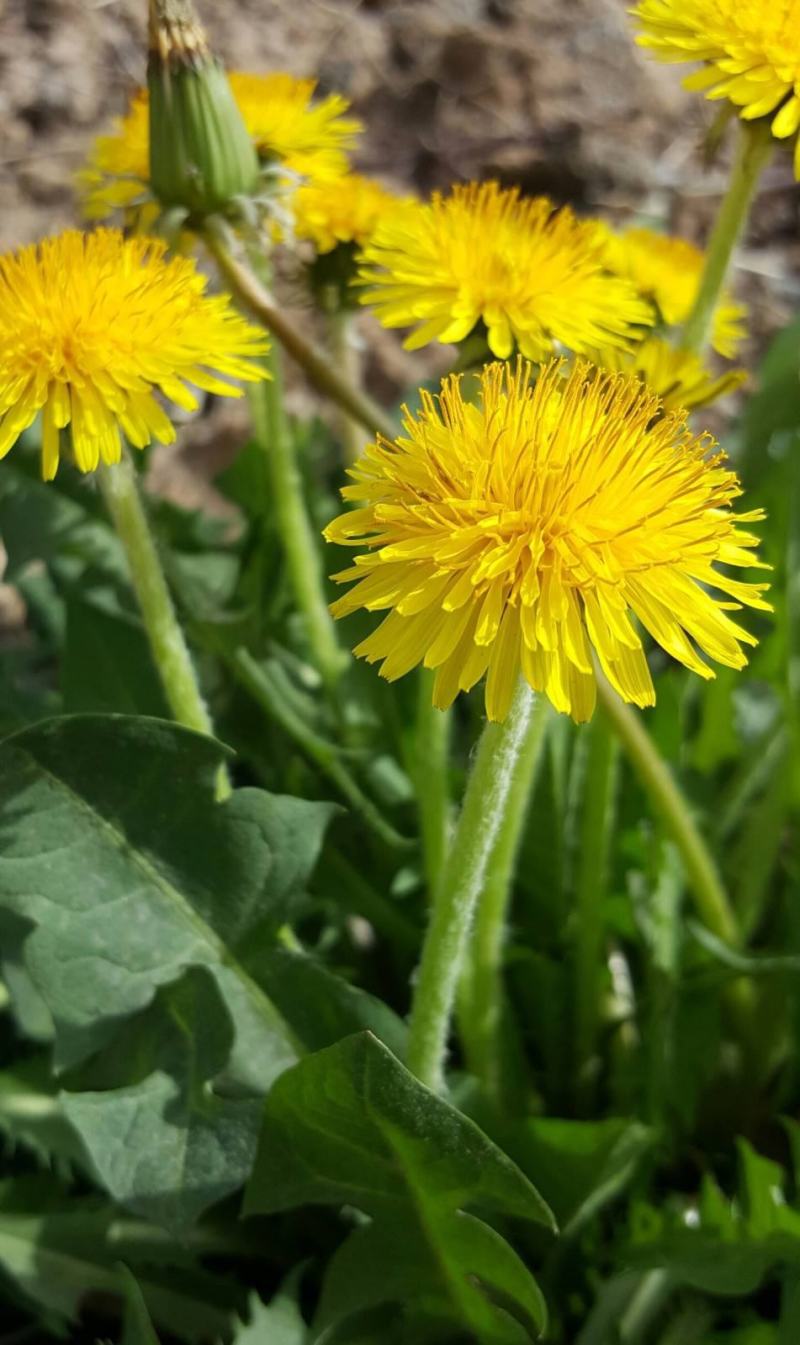 野生蒲公英种子的种籽种植婆婆丁浦公英四季盆栽食用蔬菜野菜