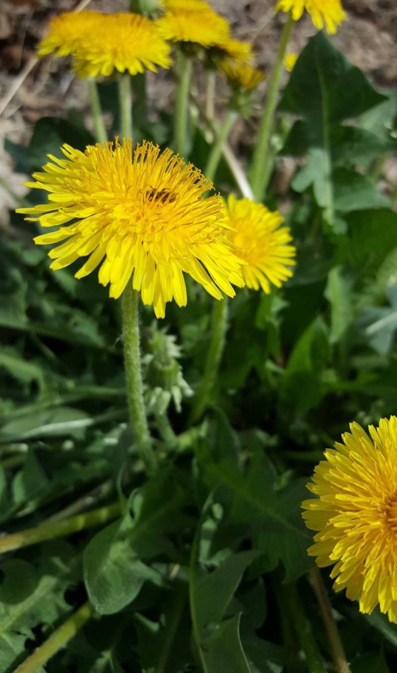 野生蒲公英种子的种籽种植婆婆丁浦公英四季盆栽食用蔬菜野菜