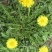 野生蒲公英种子的种籽种植婆婆丁浦公英四季盆栽食用蔬菜野菜