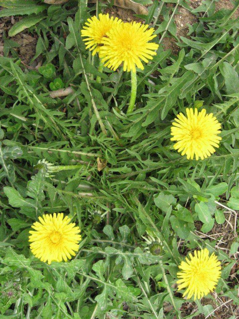 野生蒲公英种子的种籽种植婆婆丁浦公英四季盆栽食用蔬菜野菜