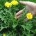 野生蒲公英种子的种籽种植婆婆丁浦公英四季盆栽食用蔬菜野菜