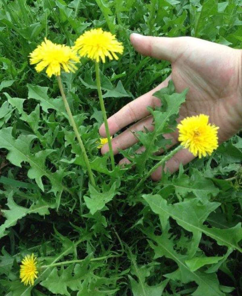野生蒲公英种子的种籽种植婆婆丁浦公英四季盆栽食用蔬菜野菜