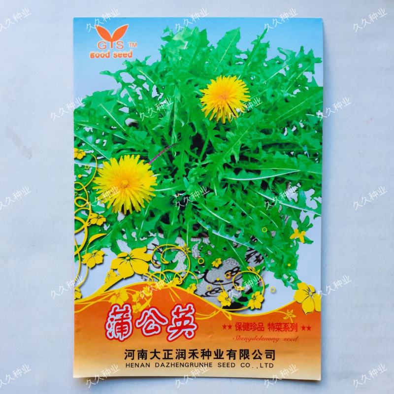 野生蒲公英种子的种籽种植婆婆丁浦公英四季盆栽食用蔬菜野菜