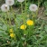 野生蒲公英种子的种籽种植婆婆丁浦公英四季盆栽食用蔬菜野菜