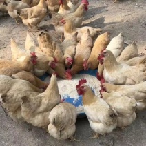 元生态走地三黄鸡液氮冷冻锁鲜