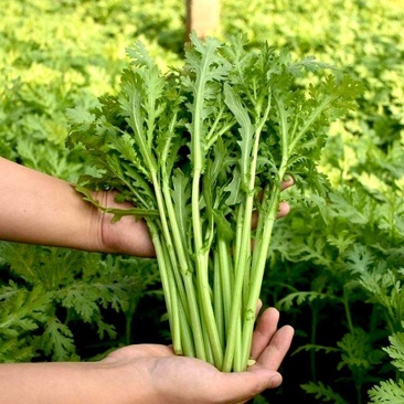 宫廷养生多茬茼蒿种子小叶茼蒿种子高产皇帝菜茼蒿菜籽蔬菜种
