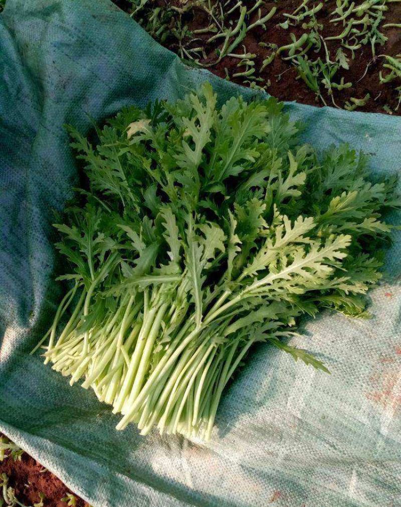 宫廷养生多茬茼蒿种子小叶茼蒿种子高产皇帝菜茼蒿菜籽蔬菜种