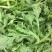 宫廷养生多茬茼蒿种子小叶茼蒿种子高产皇帝菜茼蒿菜籽蔬菜种
