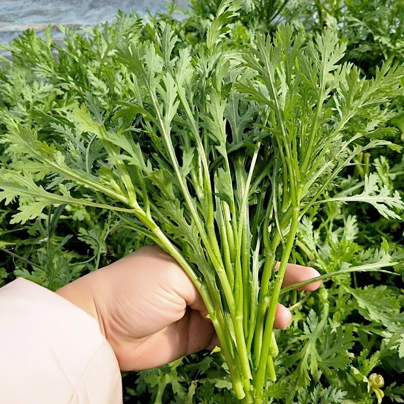 宫廷养生多茬茼蒿种子小叶茼蒿种子高产皇帝菜茼蒿菜籽蔬菜种