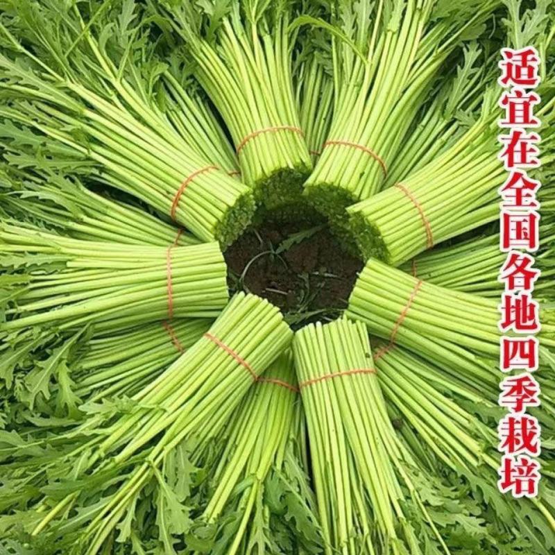 宫廷养生多茬茼蒿种子小叶茼蒿种子高产皇帝菜茼蒿菜籽蔬菜种