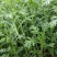 宫廷养生多茬茼蒿种子小叶茼蒿种子高产皇帝菜茼蒿菜籽蔬菜种