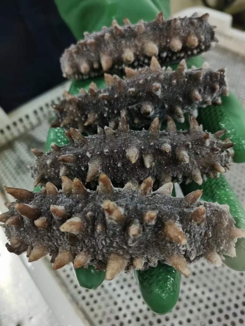 鲜食.海参辽宁大连长海县底播海参即食海参