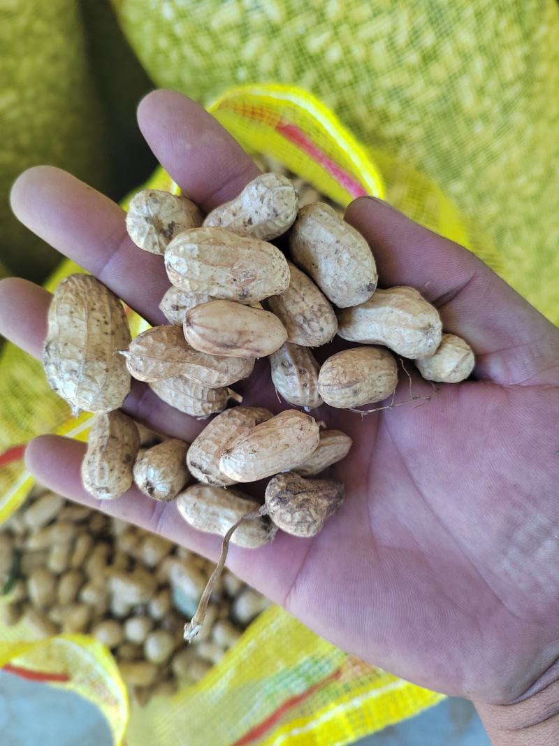 花生果鲜的