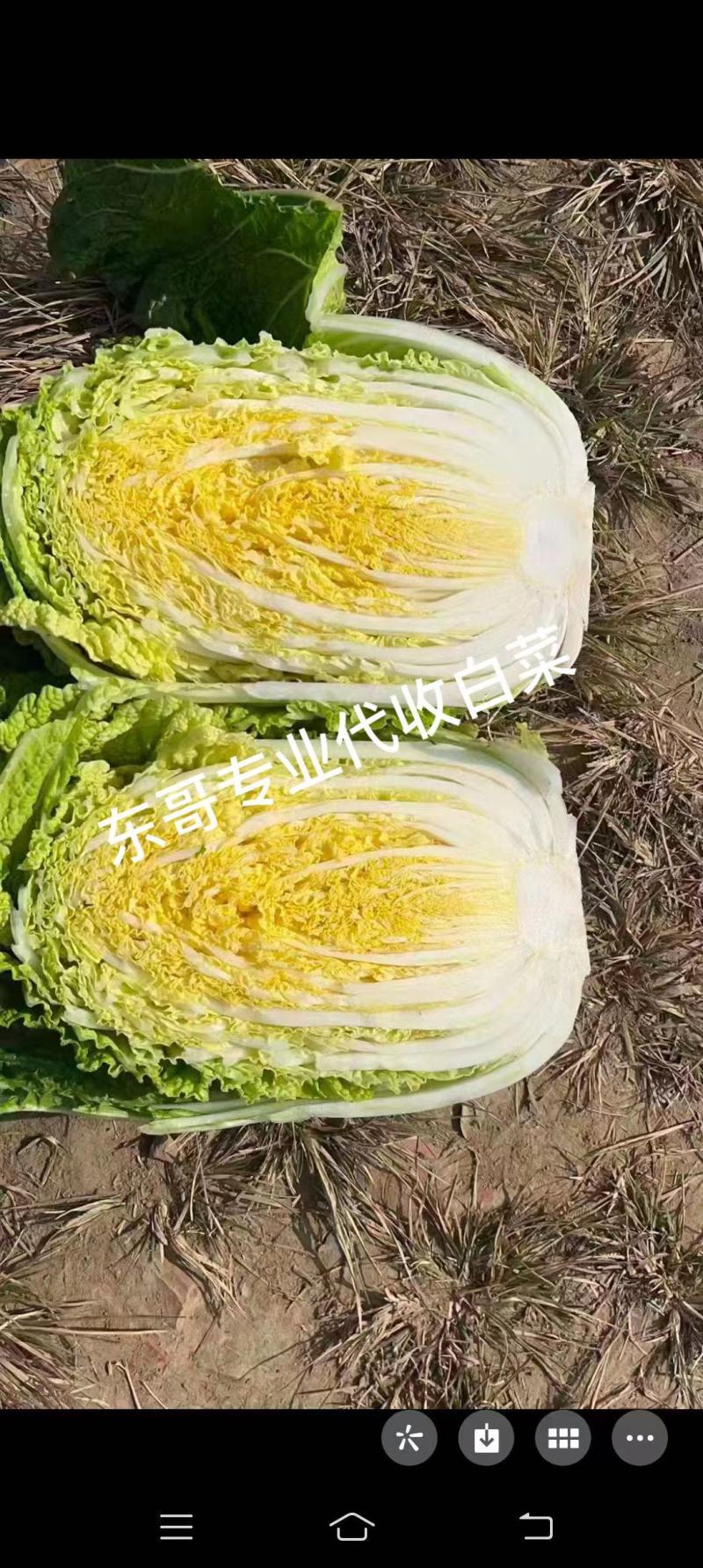 东北黄心大白菜