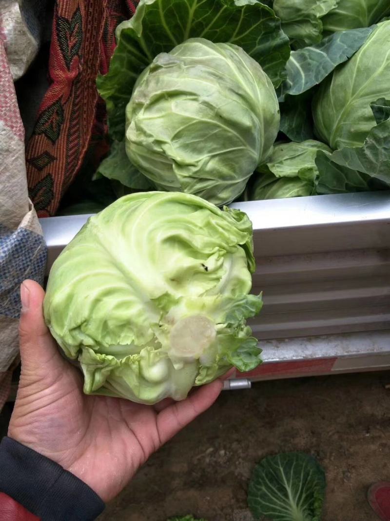 甘蓝绿甘蓝个头大小均匀产地直发量大价格优惠欢迎选