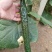 青县优质顶花带刺新鲜黄瓜，万亩产地，地头装货，量大从优