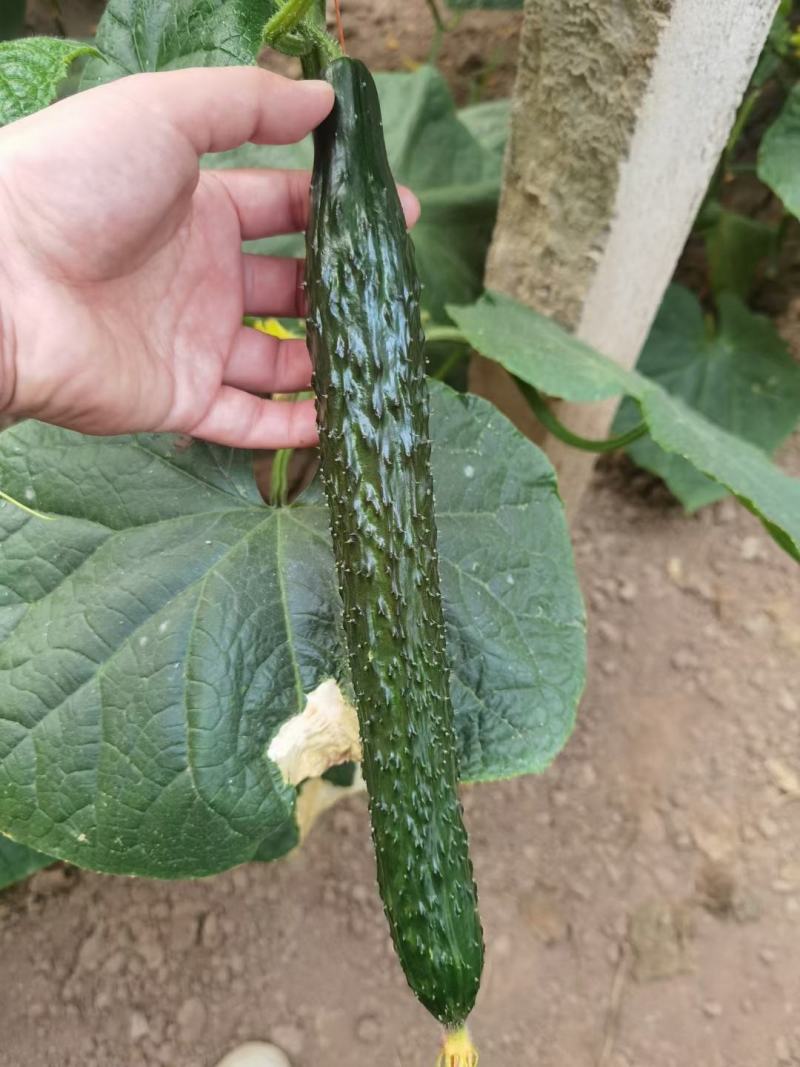 青县优质顶花带刺新鲜黄瓜，万亩产地，地头装货，量大从优