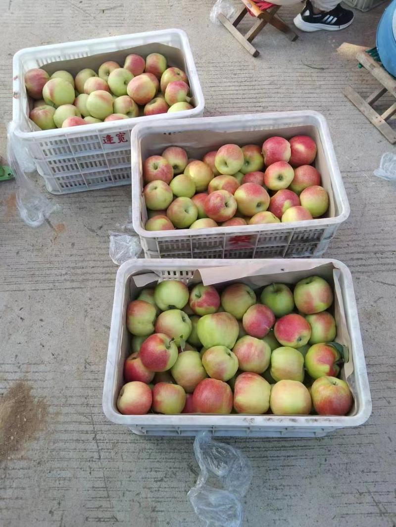 早熟苹果华硕，美八，红露，一手货源，保质保量，全国发货