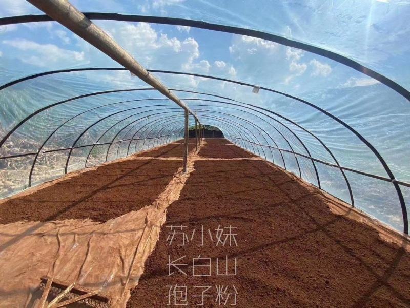 正宗长白山延边孢子粉假一罚十正品保证高品质孢子粉