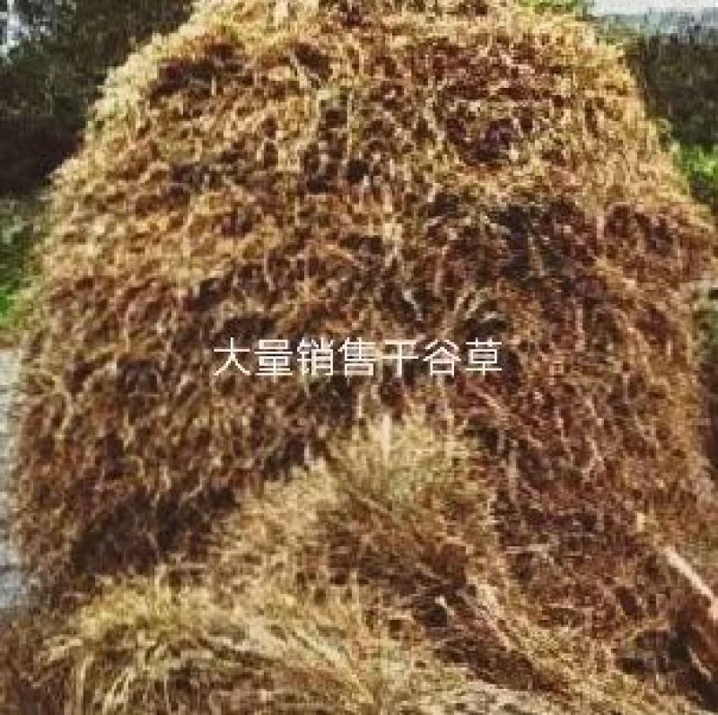 干谷草