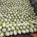 白菜夏阳白菜体型好颜色鲜绿质量上乘产地发货