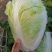 白菜夏阳白菜体型好颜色鲜绿质量上乘产地发货