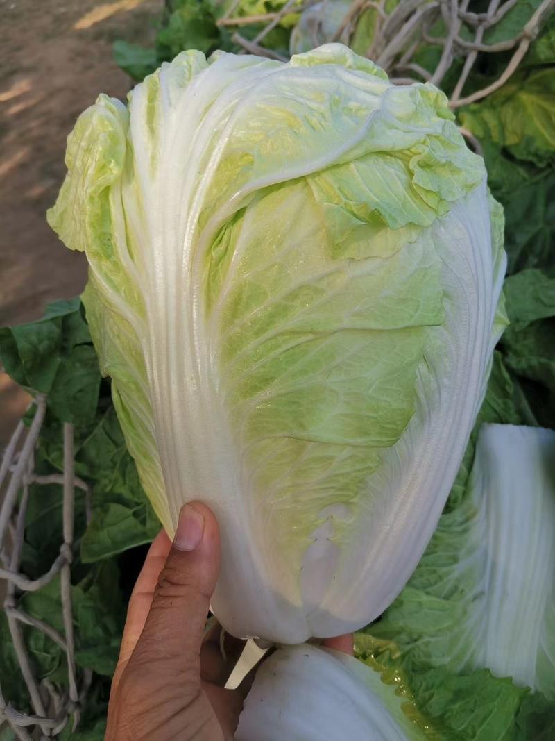白菜夏阳白菜体型好颜色鲜绿质量上乘产地发货