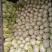 白菜夏阳白菜体型好颜色鲜绿质量上乘产地发货