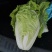白菜夏阳白菜体型好颜色鲜绿质量上乘产地发货