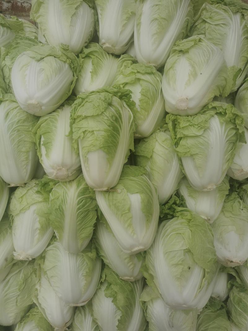 白菜夏阳白菜体型好颜色鲜绿质量上乘产地发货