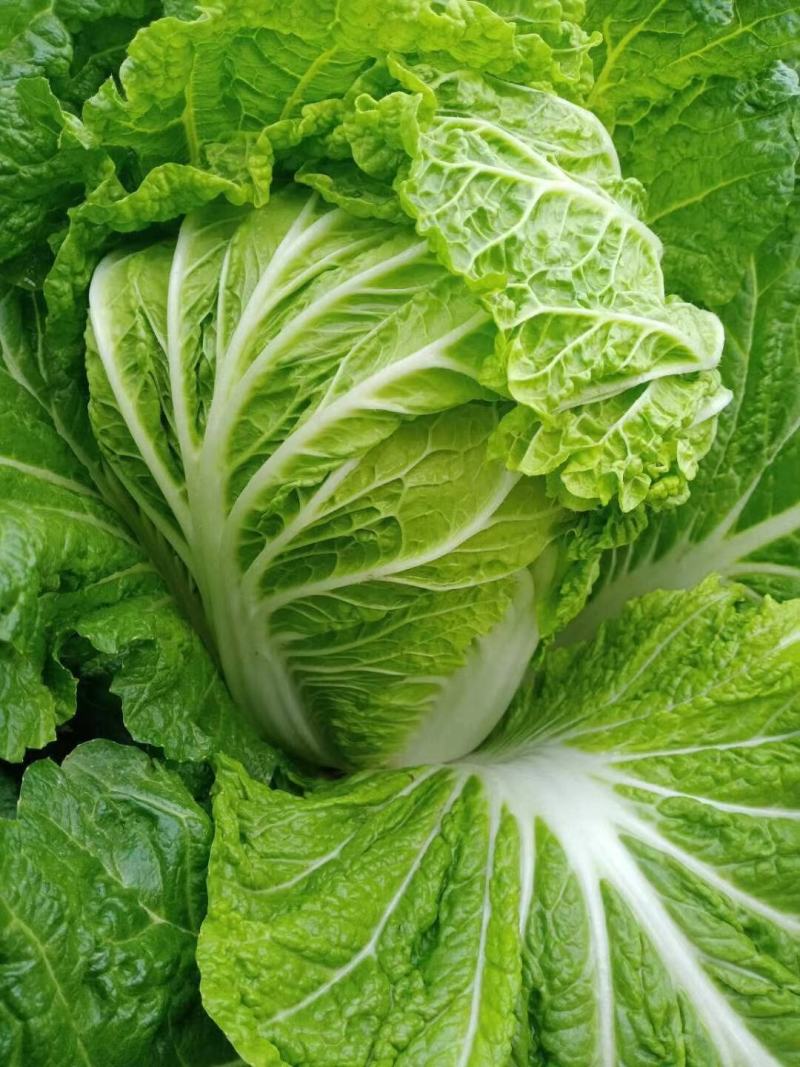 白菜夏阳白菜体型好颜色鲜绿质量上乘产地发货