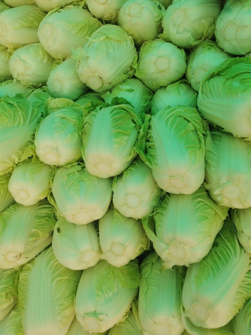 白菜夏阳白菜体型好颜色鲜绿质量上乘产地发货
