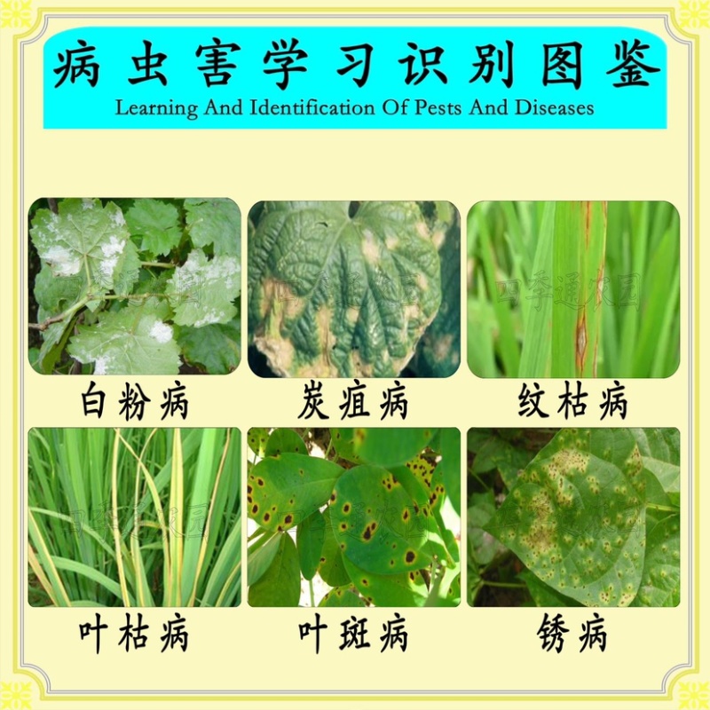 沪联植保75%肟菌脂戊唑醇水稻纹枯病农药杀菌剂