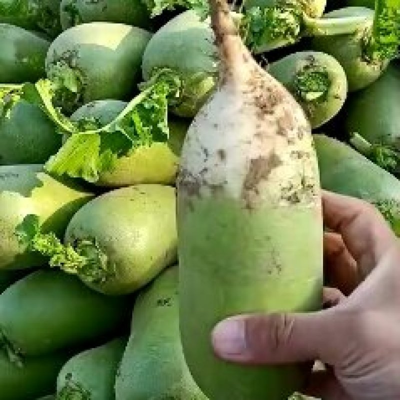 青萝卜个头均匀颜色鲜艳可水洗做各种包装产地直发